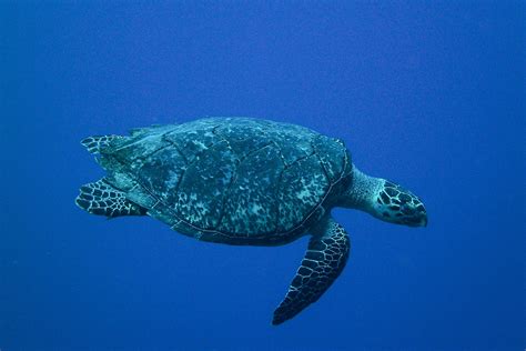 棱皮龜|【動物好朋友】棱皮龜(Leatherback sea turtle)